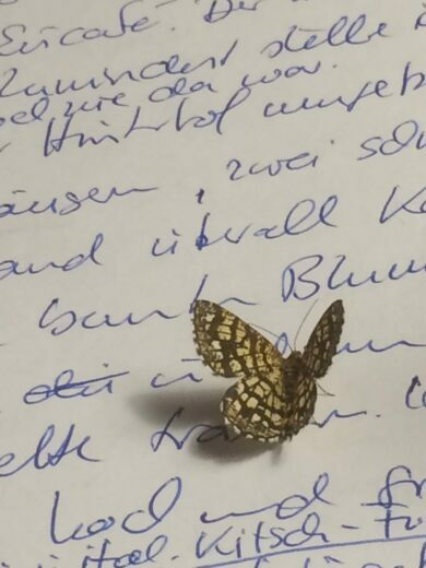 Auf dem Foto ist ein braun-gelb gefleckter Schmetterling zu sehen, der auf einem von mir per Hand geschriebenen Text sitzt